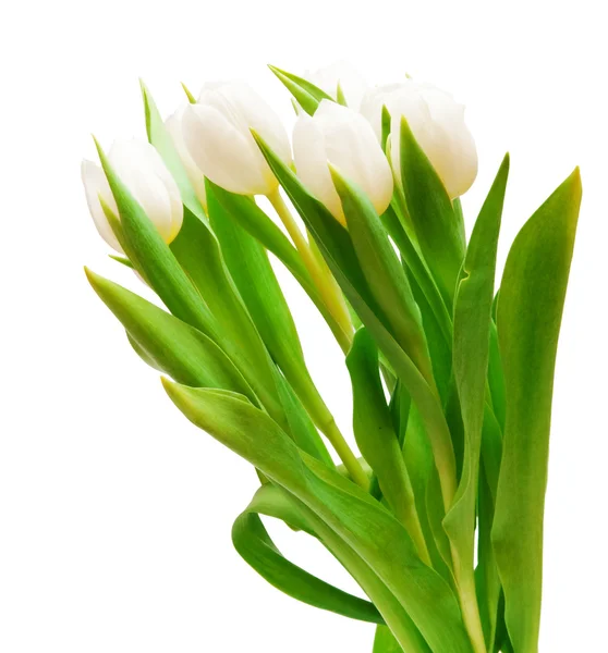 Tulipanes blancos Fotos de stock