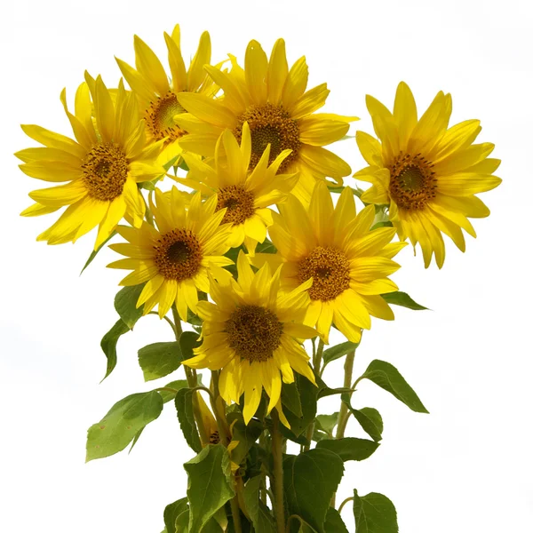 Boquet sunflower — Stock Photo, Image