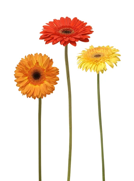 Három virág — Stock Fotó