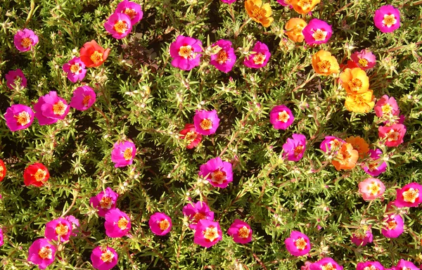 Flores verdolaga — Foto de Stock