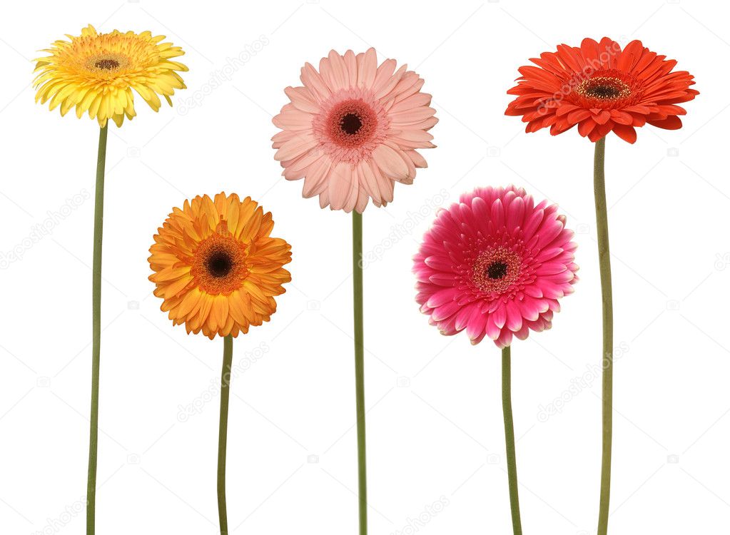 Five flowers