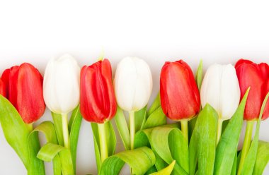 Tulips clipart