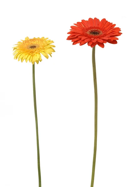 Twee bloemen — Stockfoto