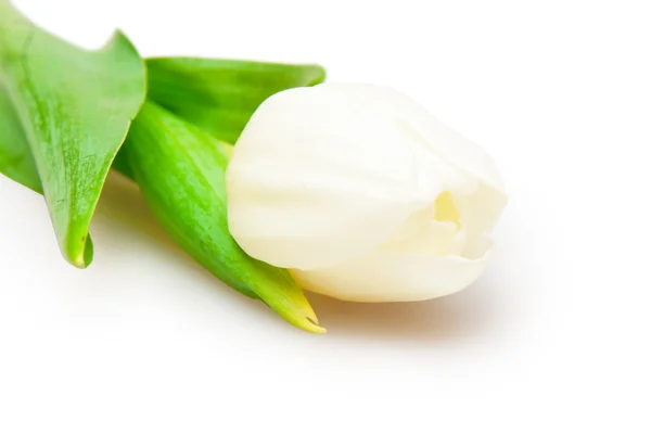 Белый тюльпан — стоковое фото