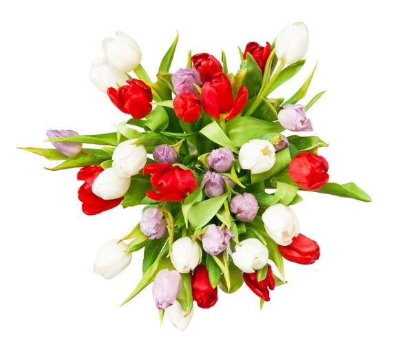 Tulips — Stock Photo, Image