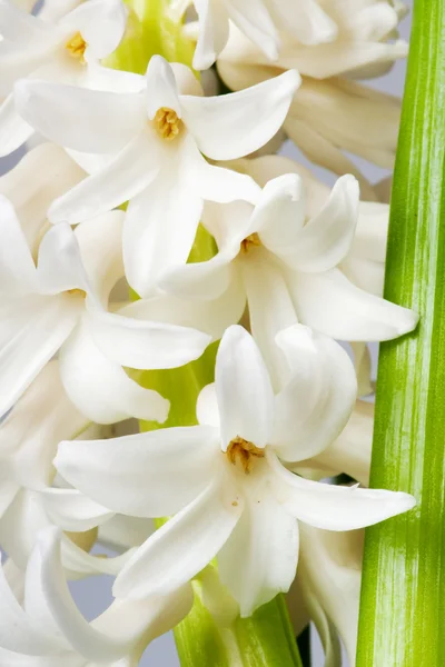 stock image Hyacinth