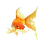 Gold fish — Stock Photo © Irochka #1333854