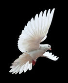volné létání bílá holubice