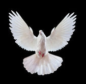 volné létání bílá holubice