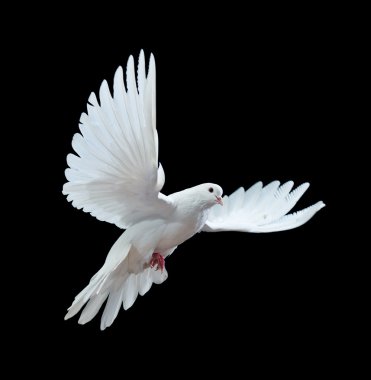 A free flying white dove isolated