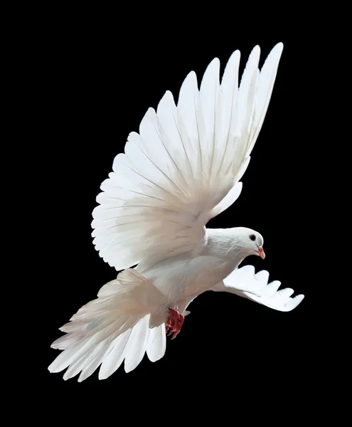 A free flying white dove — Stock Photo © Irochka #1337276