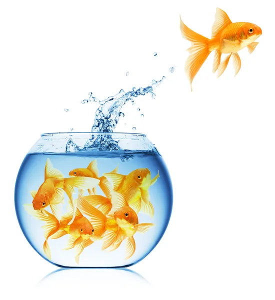 Fishbowl Stock Photos & RoyaltyFree Images Depositphotos