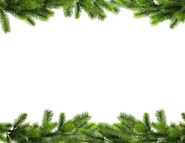 Pine branches isolated — Stock Image Pine branches isolated Stock Photo