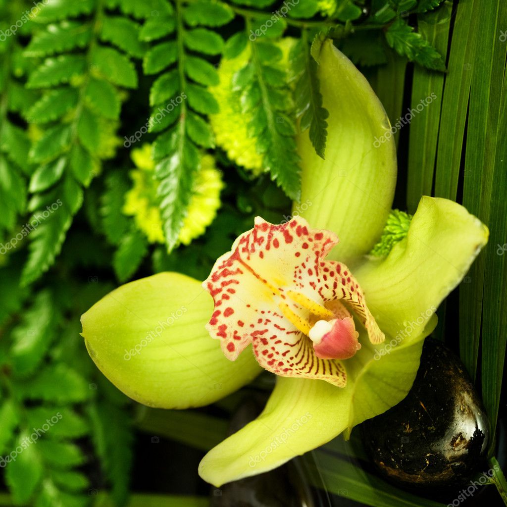 Yellow exotic flower — Stock Photo © Irochka 1337770