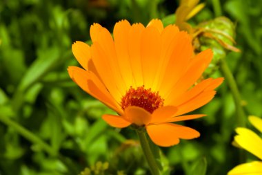 Calendula turuncu