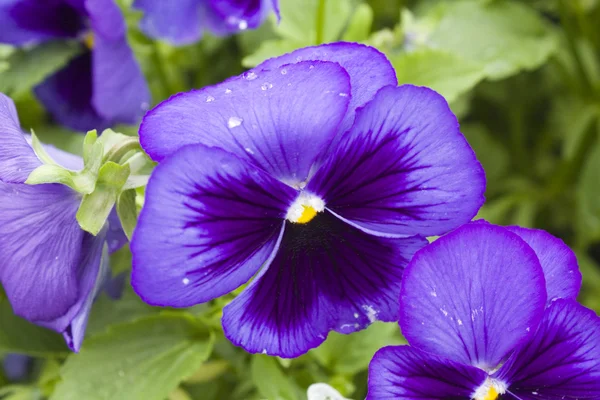 stock image Flowers