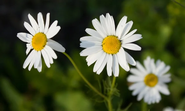 stock image Daisy