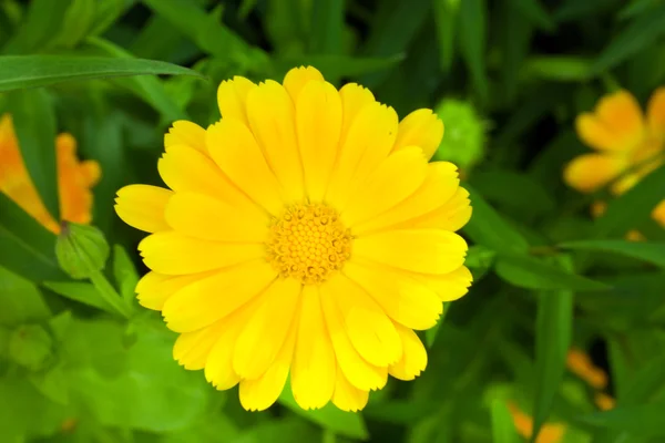 Calendula jaune — Photo