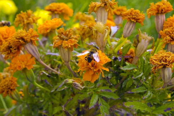 鲜花和蜂 — 图库照片