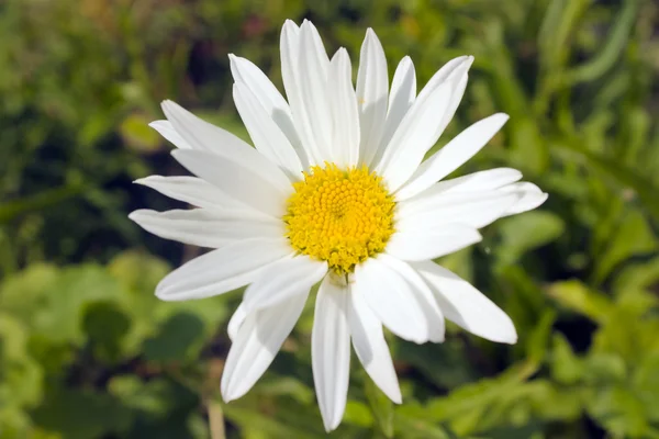 stock image Daisy