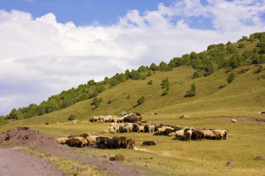 koyunları