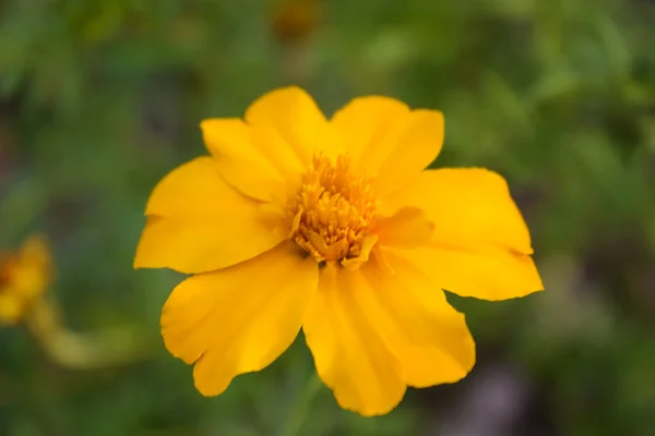 stock image Nature Flower