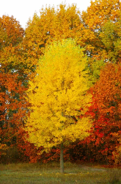 stock image Gold autumn