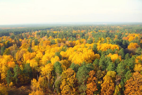 stock image Gold autumn