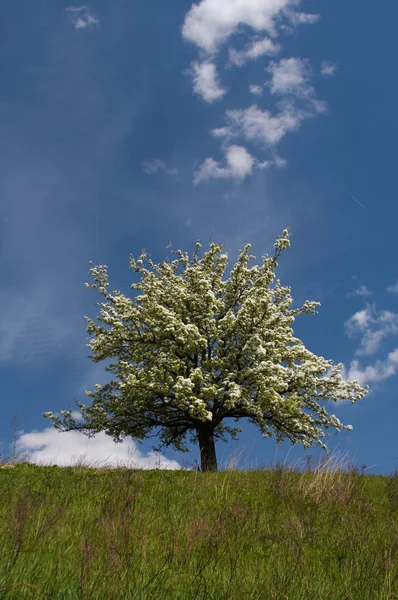 stock image Flowering tree