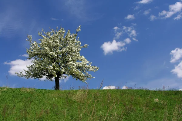 stock image Flowering tree