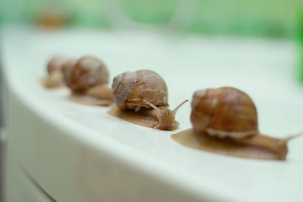 Family of snails — Stock Photo, Image