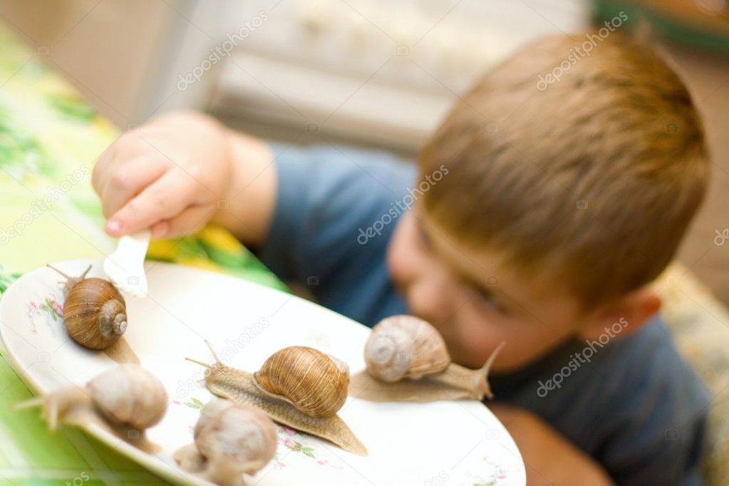 Family of snails