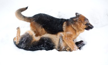 Dövüş köpekleri