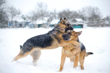 Fighting dogs clipart