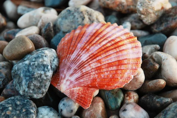 Sea shell — Free Stock Photo