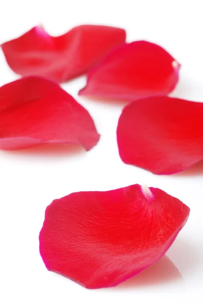Rose petal — Stock Photo, Image