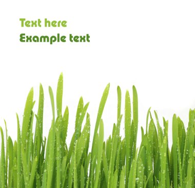 Grass clipart