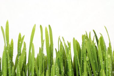 Green grass clipart