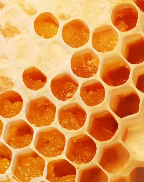 Peine-miel — Foto de Stock