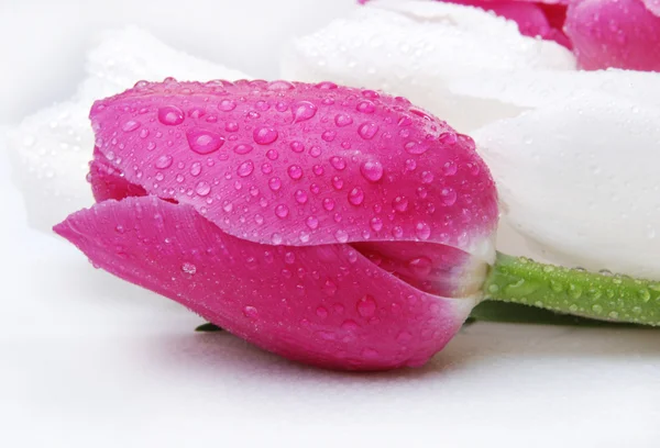 Viele rosa Tulpen — Stockfoto
