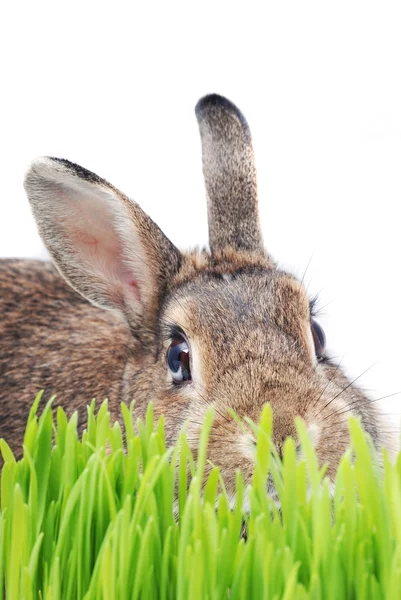 Conejo de primavera —  Fotos de Stock