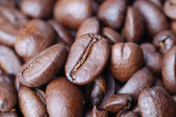 種子コーヒー — ストック写真
