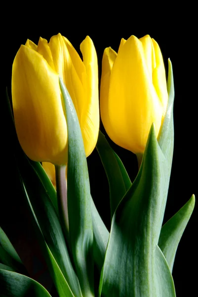 Blossom yellow — Stock Photo, Image