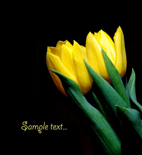 Tulips isolated on background — Stock Photo, Image
