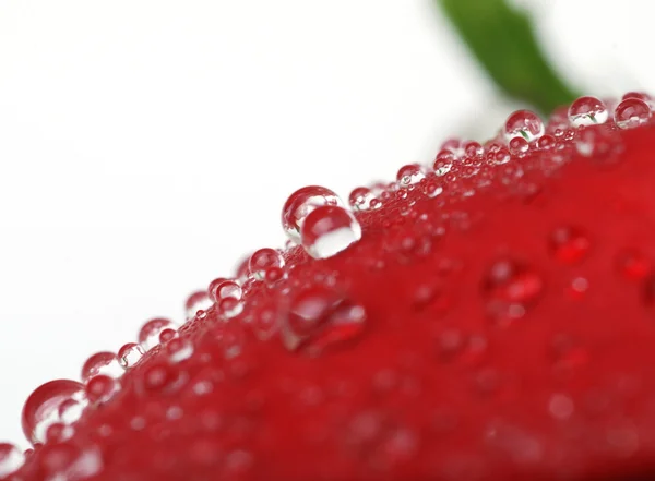 Drops on petal — Stock Photo, Image