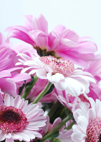 Romantic daisy — Stock Photo, Image