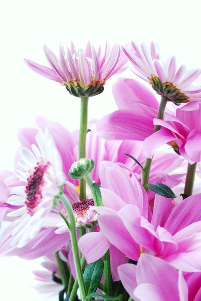 Fairy-ltile daisy — Stock Photo, Image