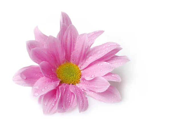 Daisy romantic pink — Free Stock Photo