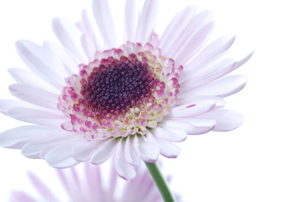 Romantic pink daisy — Stock Photo, Image