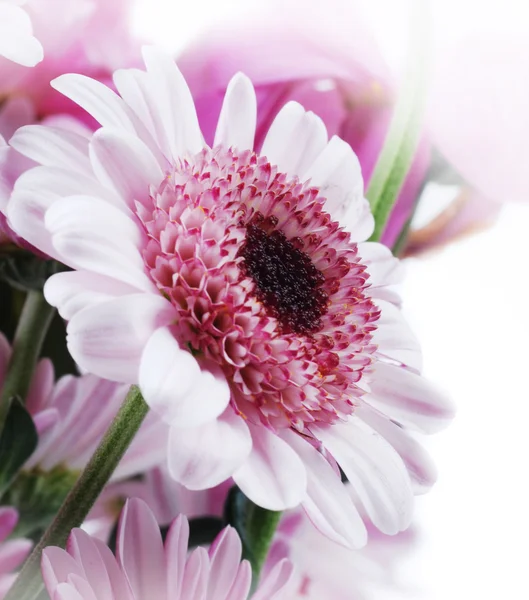 Romantic daisy — Stock Photo, Image
